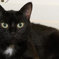 SAKURA A17092, chatte à adopter