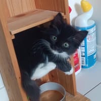 MI-MYEO CHA, chatte à adopter