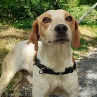 Presto, chien à adopter