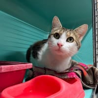 PAB27578 Osso Buco, chat à adopter