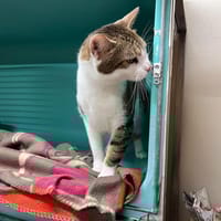 PAB27578 Osso Buco, chat à adopter