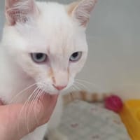 Tao, chat à adopter