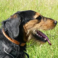 DOBBY, chien à adopter