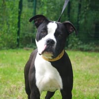 GUCCI 3 PAA22944, chien à adopter