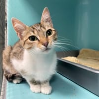 KYRA, chatte à adopter