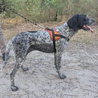 ARPER, chienne à adopter