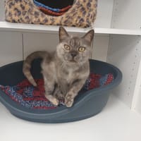 charlotte, chatte à adopter