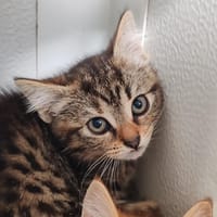 AURORE, chatte à adopter