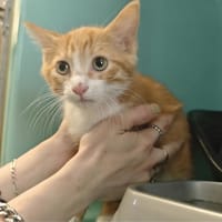 TABOU, chat à adopter