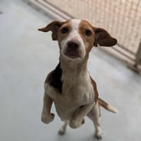NINA, chienne à adopter
