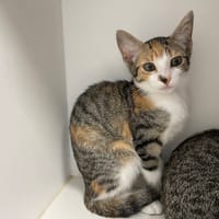 fougere, chatte à adopter