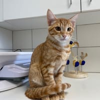 Ortie, chat à adopter