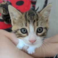 Breakfast (en cours d'adoption), chatte à adopter