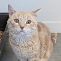 BIBI A17028, chat à adopter