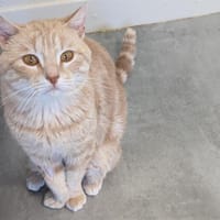 BIBI (réservé) A17028, chat à adopter