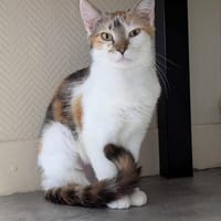 CHANEL A17037, chatte à adopter