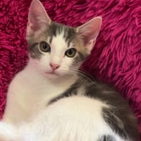 GANDHI, chat à adopter