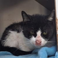 LUCY, chatte à adopter