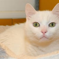 MINUS A17100, chat à adopter