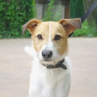 Billy Boy PAA22940, chien à adopter