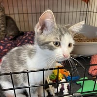 TOPAZE, chat à adopter