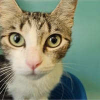 NARCISSE, chatte à adopter