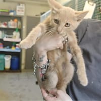 TABASCO, chat à adopter