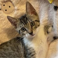 GANDJA, chat à adopter