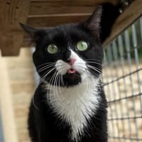 JUVAMINE, chatte à adopter