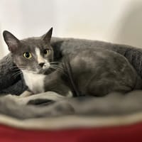 CAT QUART, chatte à adopter