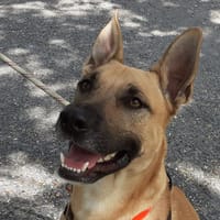 Thor, chien à adopter
