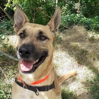 Thor, chien à adopter
