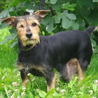 DIANA PAA22942, chienne à adopter