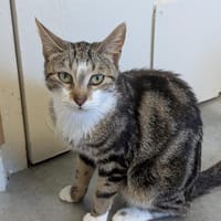 VAÏNA A17039, chatte à adopter