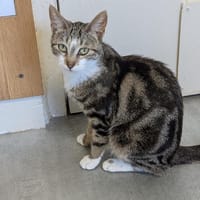 VAÏNA (réservée) A17039, chatte à adopter