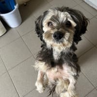 MICKEY, chien à adopter