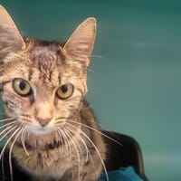 BARBIE, chatte à adopter