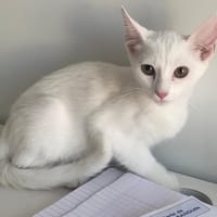 Sanji, chatte à adopter