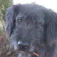 CRUMPET, chien à adopter