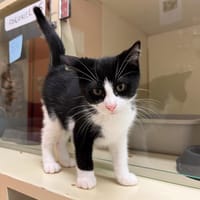 MUSLI PAB27627, chat à adopter