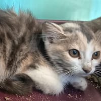 PENELOPE C, chatte à adopter