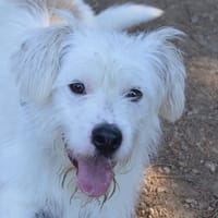PUCHI CHAO, chien à adopter