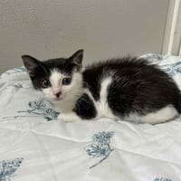 Dadou, chat à adopter