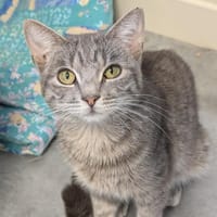 TIGROU A17031, chat à adopter