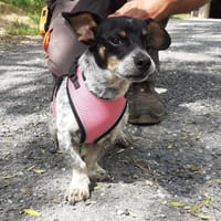 Pocket, chien à adopter