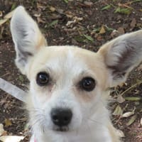 FROST, chien à adopter
