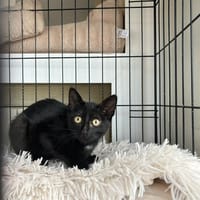 ALPHA PAB27605, chatte à adopter