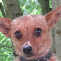 ARABELLE, chienne à adopter