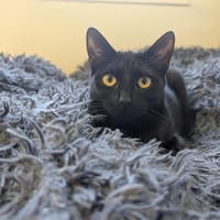 BONNIE A17040, chatte à adopter