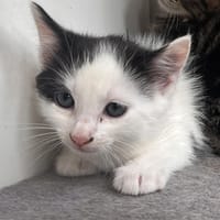 Tom (en cours d'adoption), chat à adopter